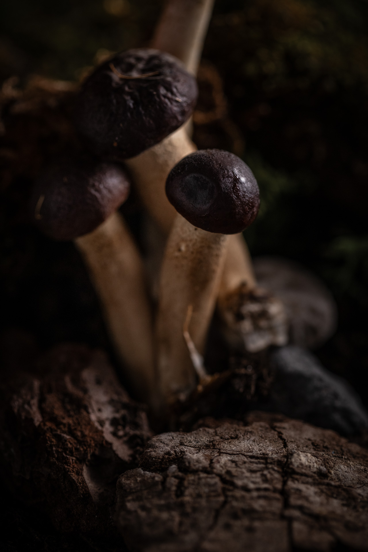008_20260506_NASOMATTO_micodelirio__58A0109